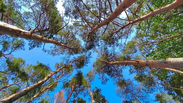View from below of multiple tall pine trees with spreading branches and green needles against a clear blue sky. A wide forest canopy perspective filled with sunlight. photo