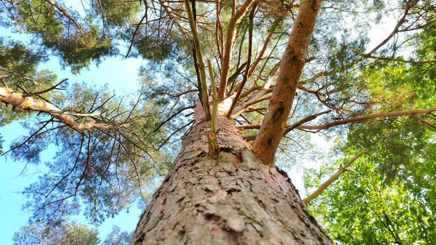 Looking up at a tall pine tree from its base, with textured bark and spreading branches against a vivid blue sky. Captures the towering beauty of forest trees from below. photo