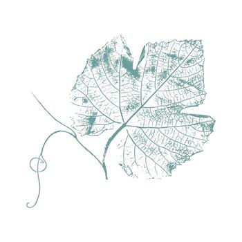 Grape leaf imprint with curling tendril, botanical stamp on white background. vector