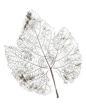 uva hoja imprimir tinta, botánico sello en blanco antecedentes. vector