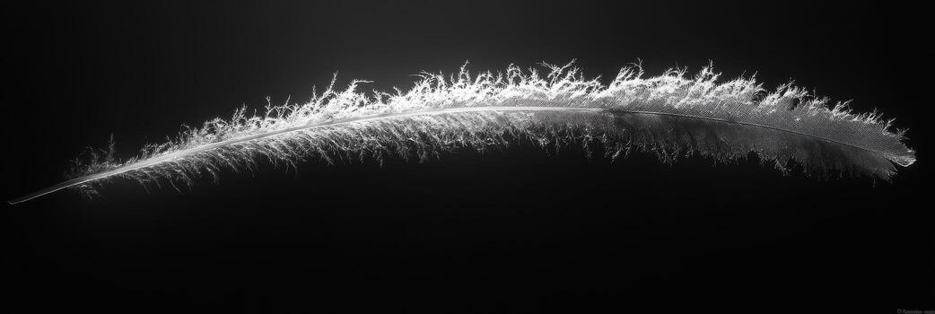 delicado pluma flotante en un oscuro antecedentes simbolizando ligereza y elegancia foto