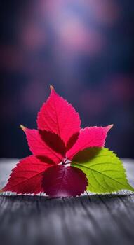 Red and green autumn leaf with water droplets on a wooden surface photo