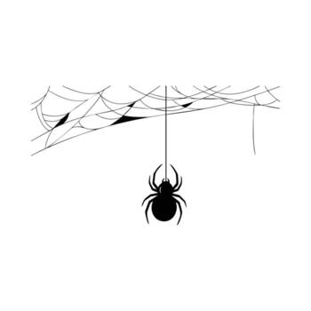 Spider web on a white background vector