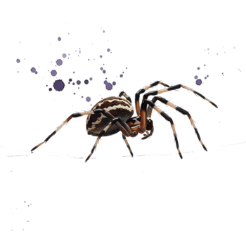 A spider with striped abdomen and legs against a plain backdrop with bokeh effect scattered around it on transparent background png