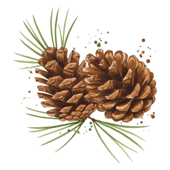 Due pigne con aghi e piccolo rosso frutti di bosco su un' pianura sfondo, un' botanico stile rendere su trasparente sfondo png