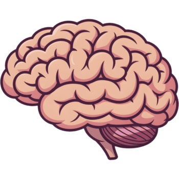 anatômico cérebro representando intelecto png