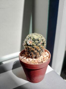 A tiny cactus in a warm terracotta pot, symbolizing resilience and growth. Its small size reflects simplicity and adaptability, thriving even in harsh conditions. photo