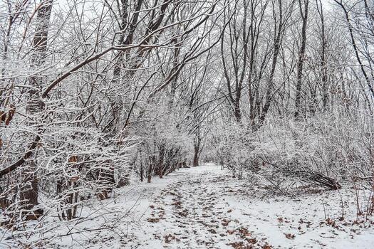 The park is covered with a thin layer of snow in winter.. The park with tall trees and paths is covered with snow. photo