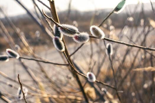 Spring twig of the rein with kidneys. Verba in delicate colors. Awakening of nature in the spring.. photo