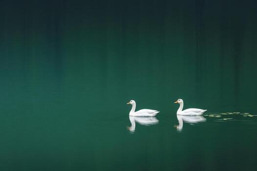 Two white ducks glide on the emerald waters of a lake photo