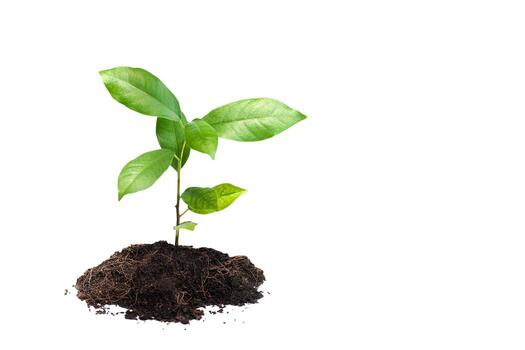 Fresh green seedling sprouting from rich soil on clean white background, symbolizing growth, sustainability, and eco-friendly lifestyle, perfect for environmental and education use. photo