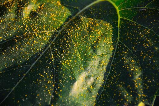 hoja textura. un de cerca de un hoja cubierto en polen partículas natural belleza y complejidad de el hoja superficie. antecedentes para diseño proyectos con un natural o Respetuoso del medio ambiente tema foto
