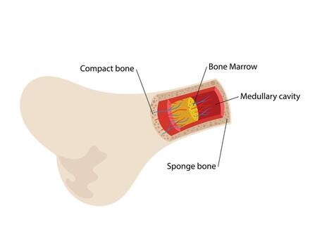 Structure and components of long bone, bone marrow concept vector