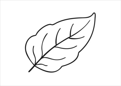 A simple black and white line art drawing of a single botanical leaf showcasing its delicate veins and natural shape isolated on white background vector