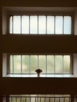 Sunlight filters through glass windows with a plant on the sill photo