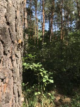 explorador el lozano verde bosque con imponente arboles foto