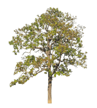 Tree isolated on transparent background. Cutout deciduous tree in summer, png