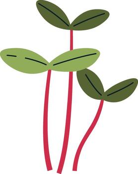 amaranto coles microverde vector