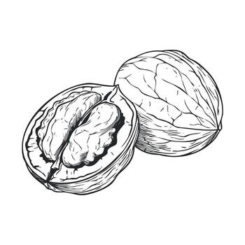 nuez división abierto exhibiendo sus delicioso núcleo y difícil cáscara vector