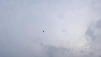 A bird flying in the sky video