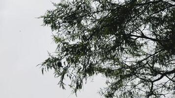 A bird is flying in the sky above a tree video