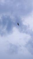 A bird flying in the cloudy sky video