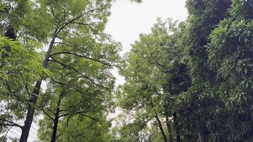 uma caminho através uma floresta com árvores e Relva video