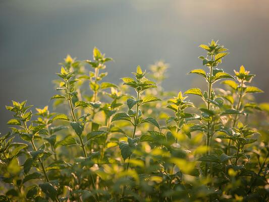 Mint sunlight (Mint Sunlight, this palette, this color) Mint sunlight