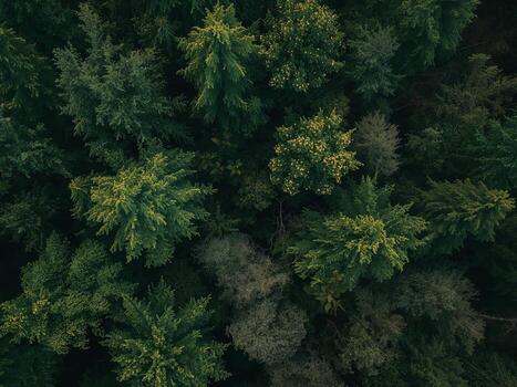 Aerial View of Dense Forest Canopy with Evergreens and Deciduous Trees. photo