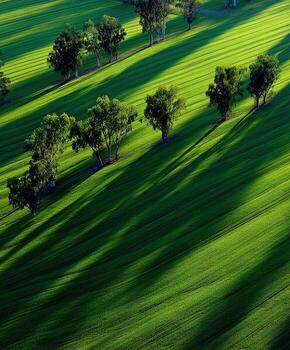 A green field with trees and shadows photo