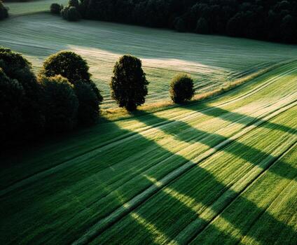 A field with trees and shadows on it photo