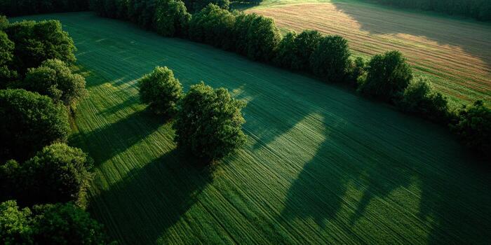 Aerial view of green field with trees and shadows photo