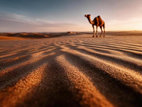 Camel standing in the sahara desert photo