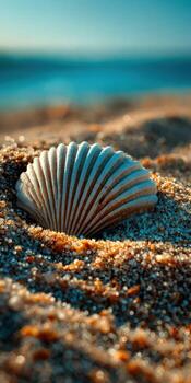 Shell on the beach by james mccormick photo