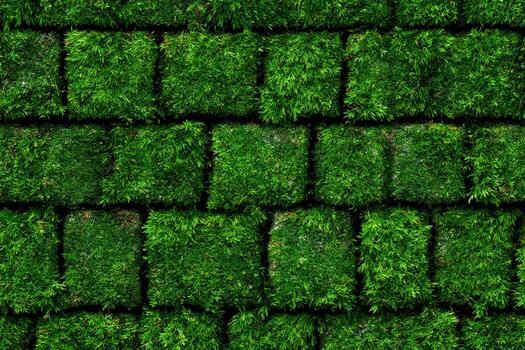 Mossy bricks create green textured wall photo