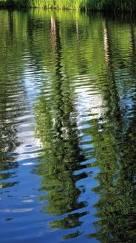 A pond with trees and grass on the shore photo