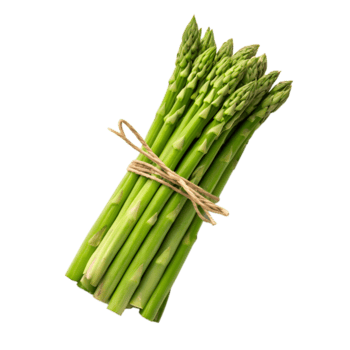 un manojo de Fresco primavera espárragos atado con cadena, aislado en transparente antecedentes png