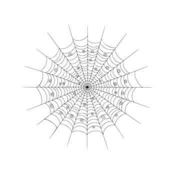 Intricate symmetrical spider web pattern with detailed circular abstract geometry vector