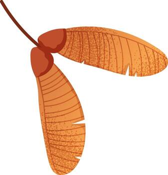 Maple wing on white background. Maple seeds, dry tree leaves. botanical illustration, gradient with noise effect, grainy texture vector