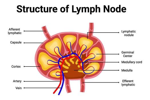 estructura de linfa nodo diagrama para educación ilustración vector