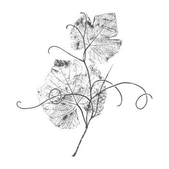 Dark print grapevine, grape leaves with curly tendrils, botanical stamp on white background. vector