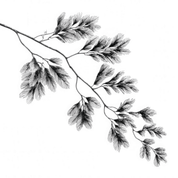 delicado multa rama con detallado hojas en monocromo estilo demostración natural textura y intrincado modelo en transparente antecedentes para diseño utilizar png