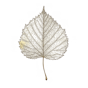 Golden leaf skeleton with intricate natural veins and fine details isolated on transparency background, showcasing delicate forest element with elegant metallic texture and artistic design png