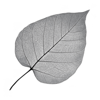 transparent Blatt mit fein Venen und detailliert Textur, präsentieren natürlich botanisch Element im schließen oben Aussicht mit zart Struktur und kompliziert Muster zum künstlerisch Design png