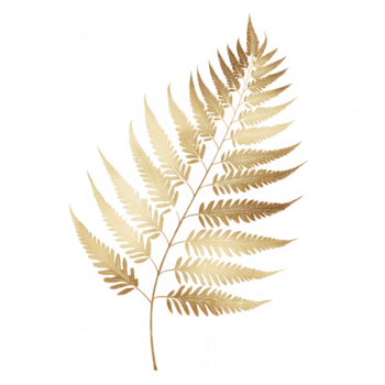 Golden fern frond with delicate leaves arranged in natural pattern, showcasing botanical elegance and minimalist style on transparent background for versatile design use png