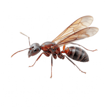 Flying ant with transparent wings and segmented body isolated on transparency background, showing detailed texture and natural colors in close up view png