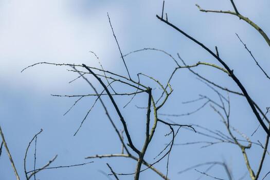 Leafless branches silhouetted against a blue sky, creating a minimalistic and serene atmosphere. photo