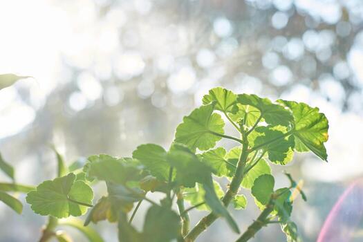 Sunlit green leaves with soft bokeh effect and natural background in a bright setting. photo
