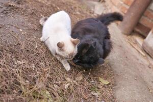 dos gatos curiosamente inspeccionando suelo juntos en rústico al aire libre ajuste. foto