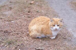 jengibre atigrado gato sentado en césped camino con curioso expresión en al aire libre ajuste. foto